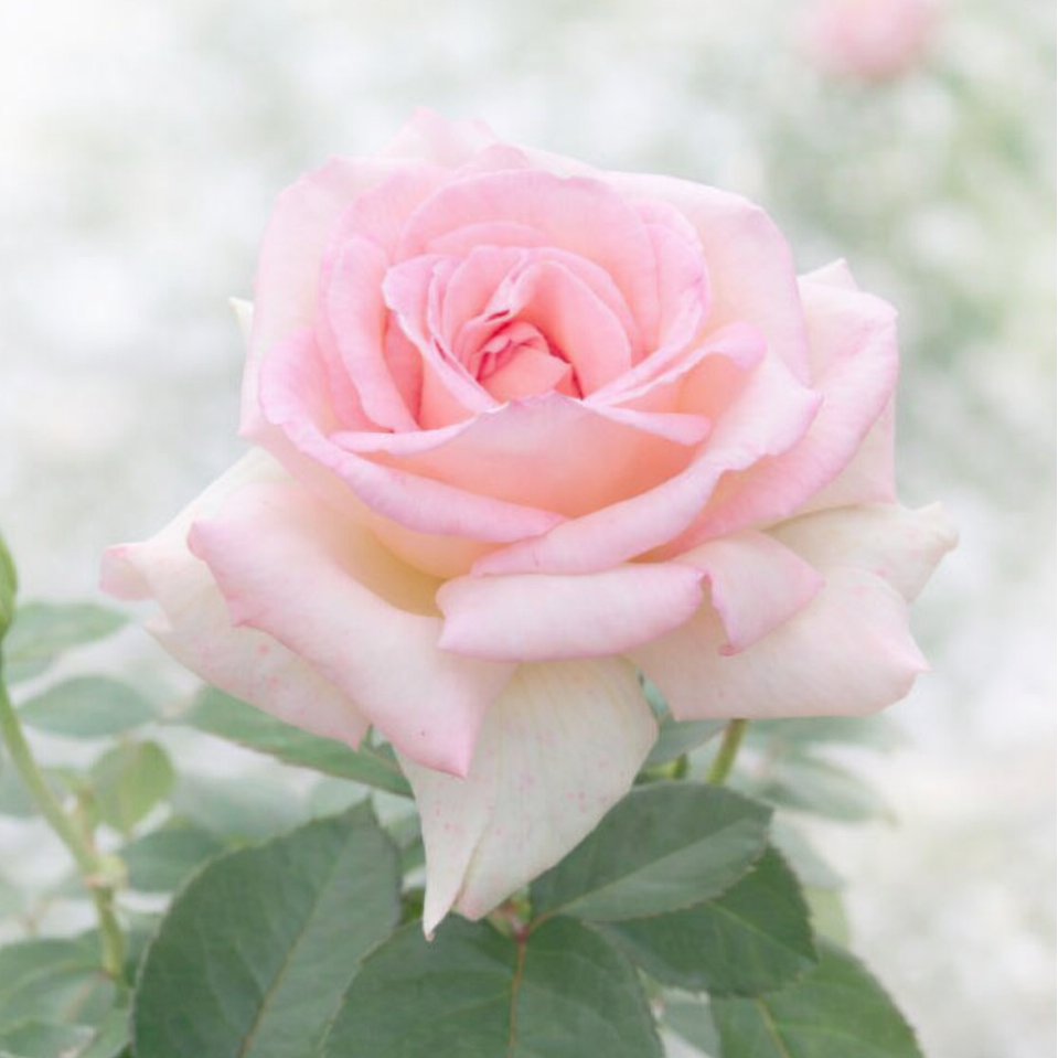 Pink Promise™ Potted Rose Bush