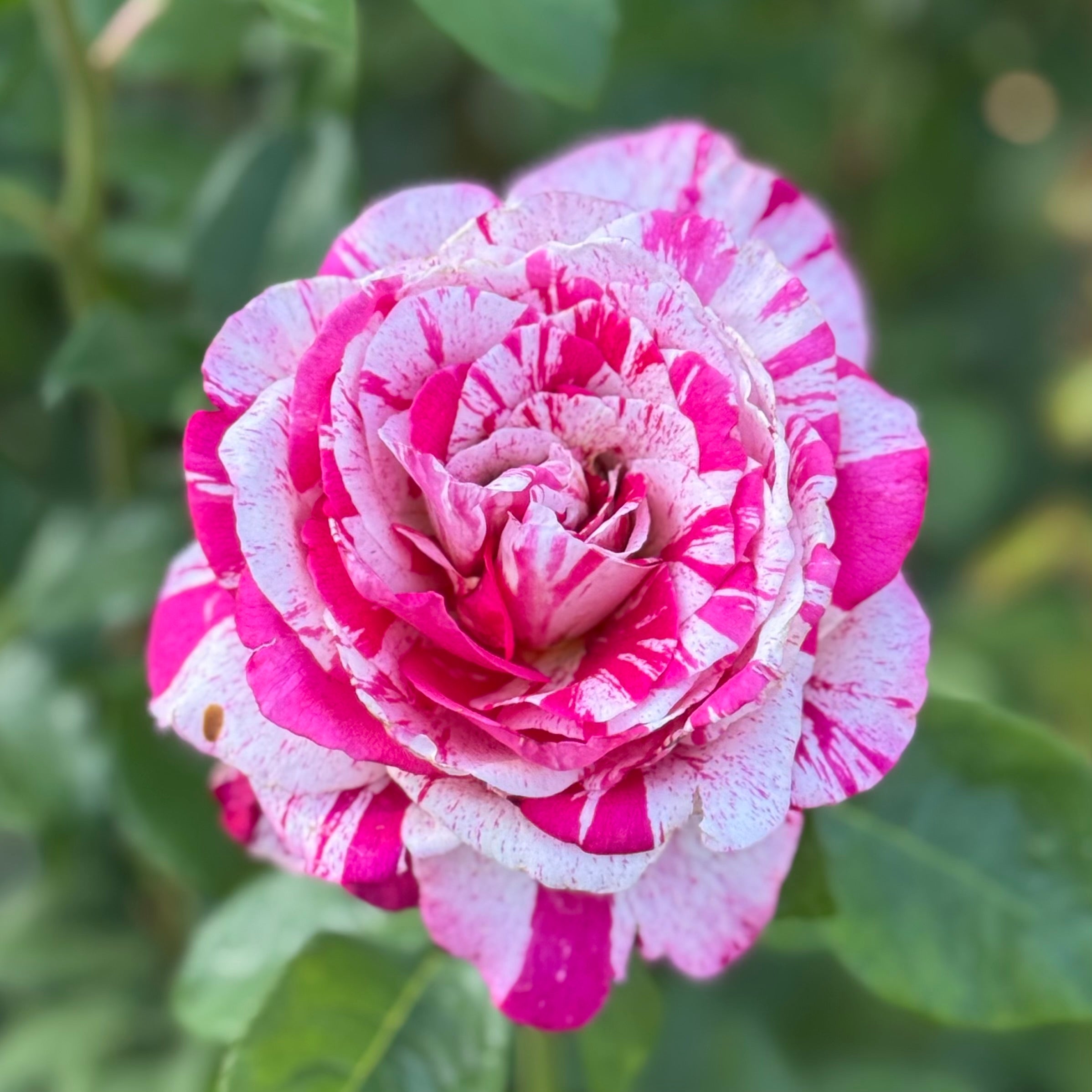 Neil Diamond Potted Rose Bush