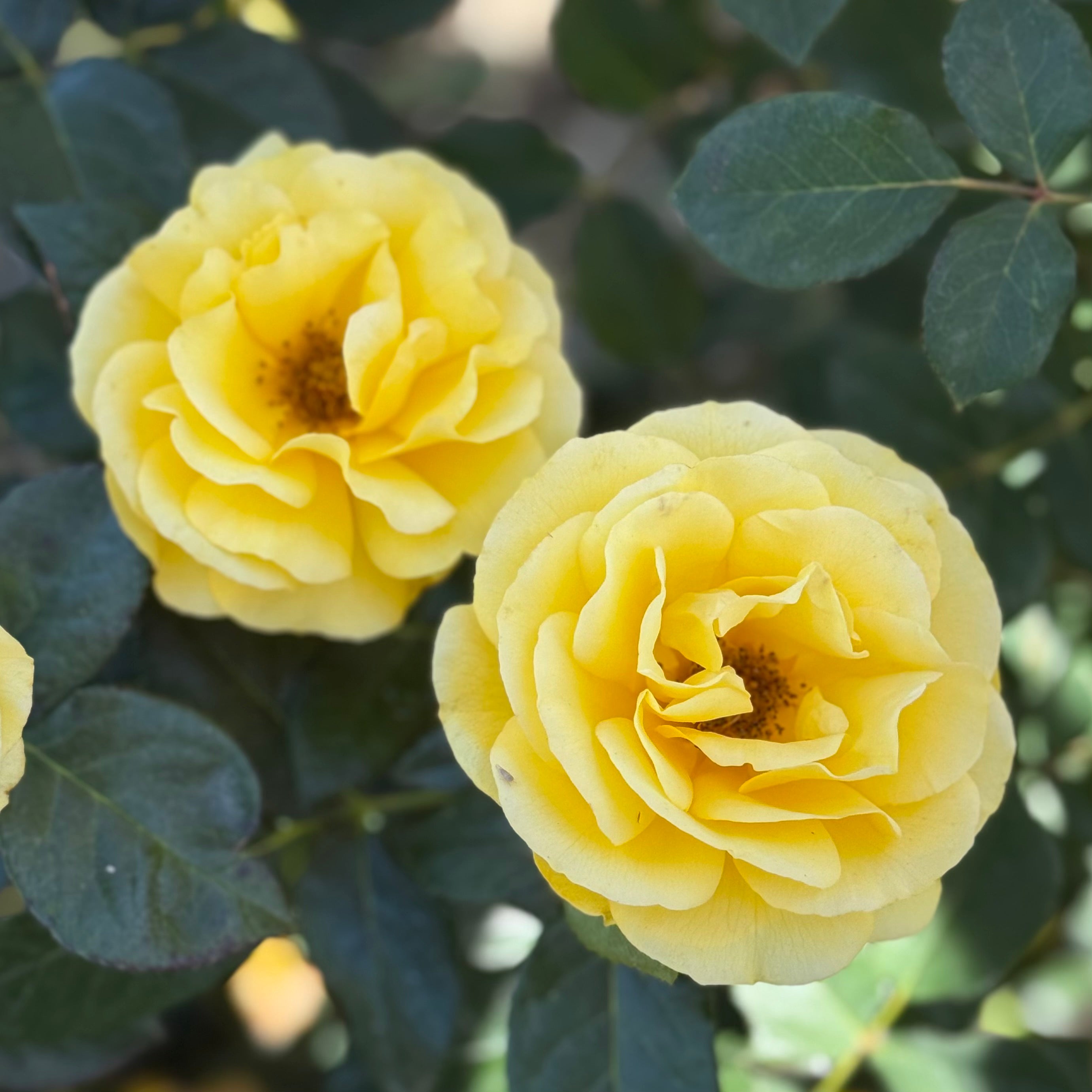 Veranda® Sunbeam  Potted Rose Bush