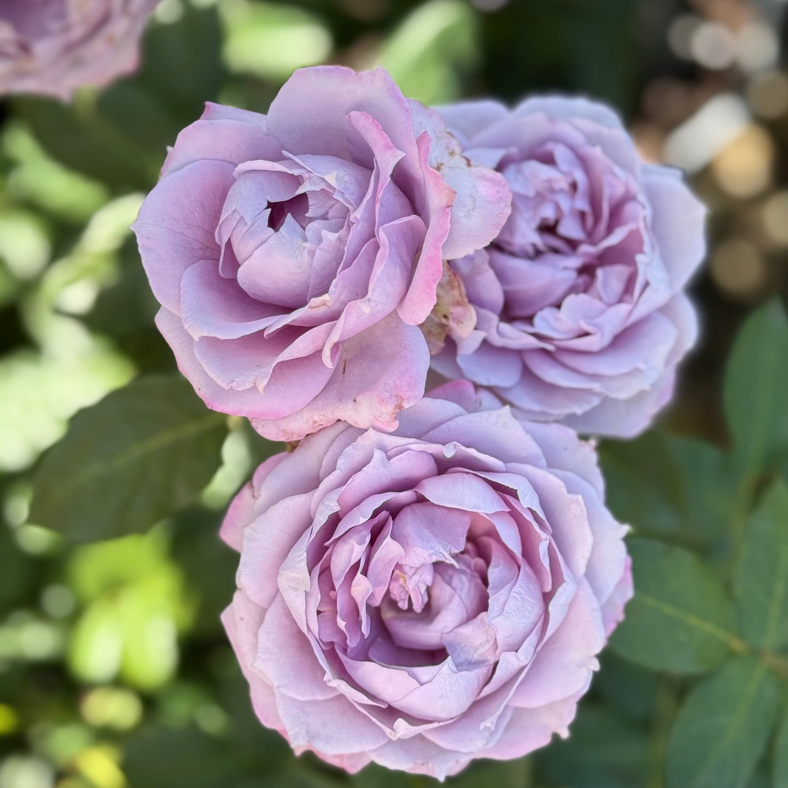 Poseidon™  Potted Rose Bush