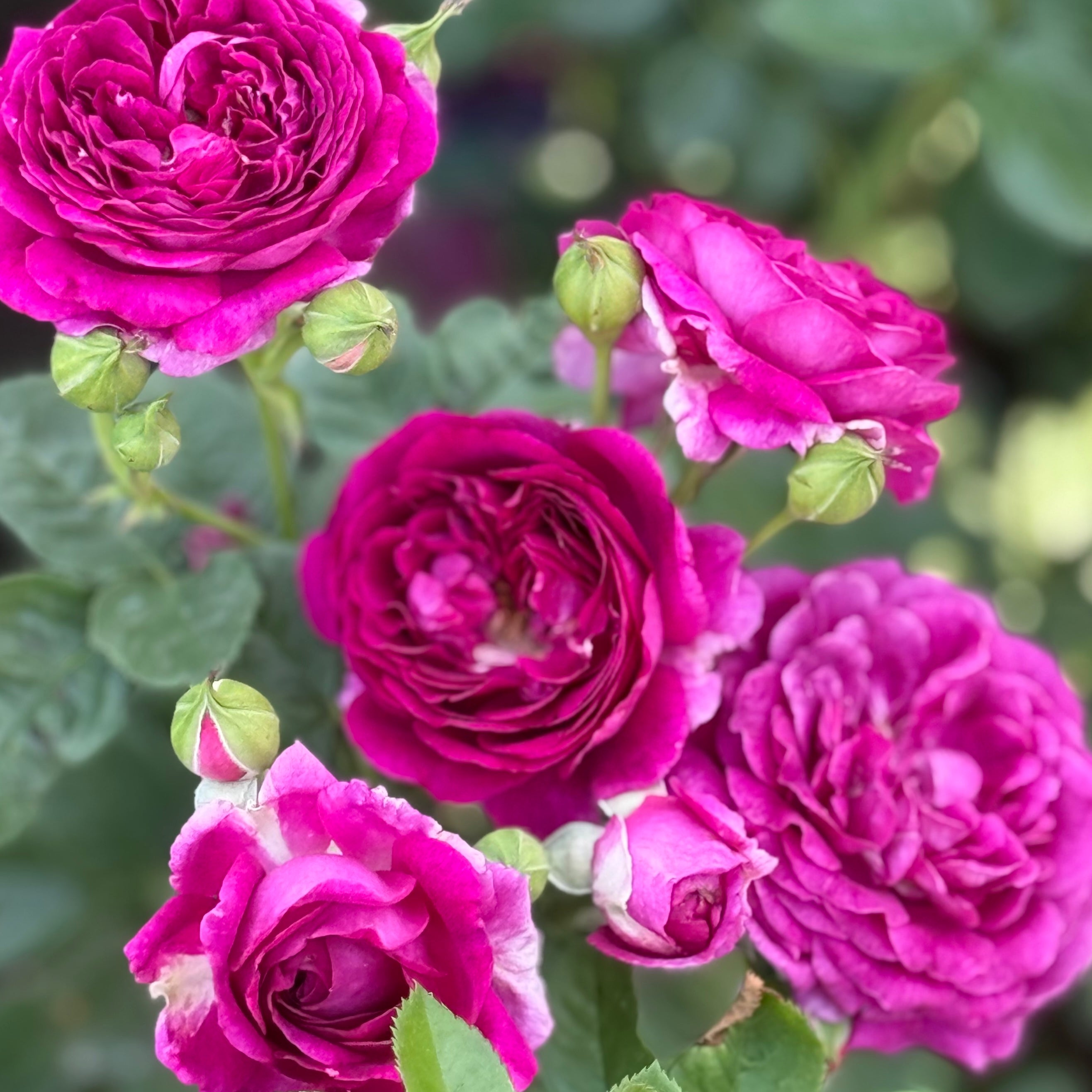 Twilight Zone™ Potted Rose Bush