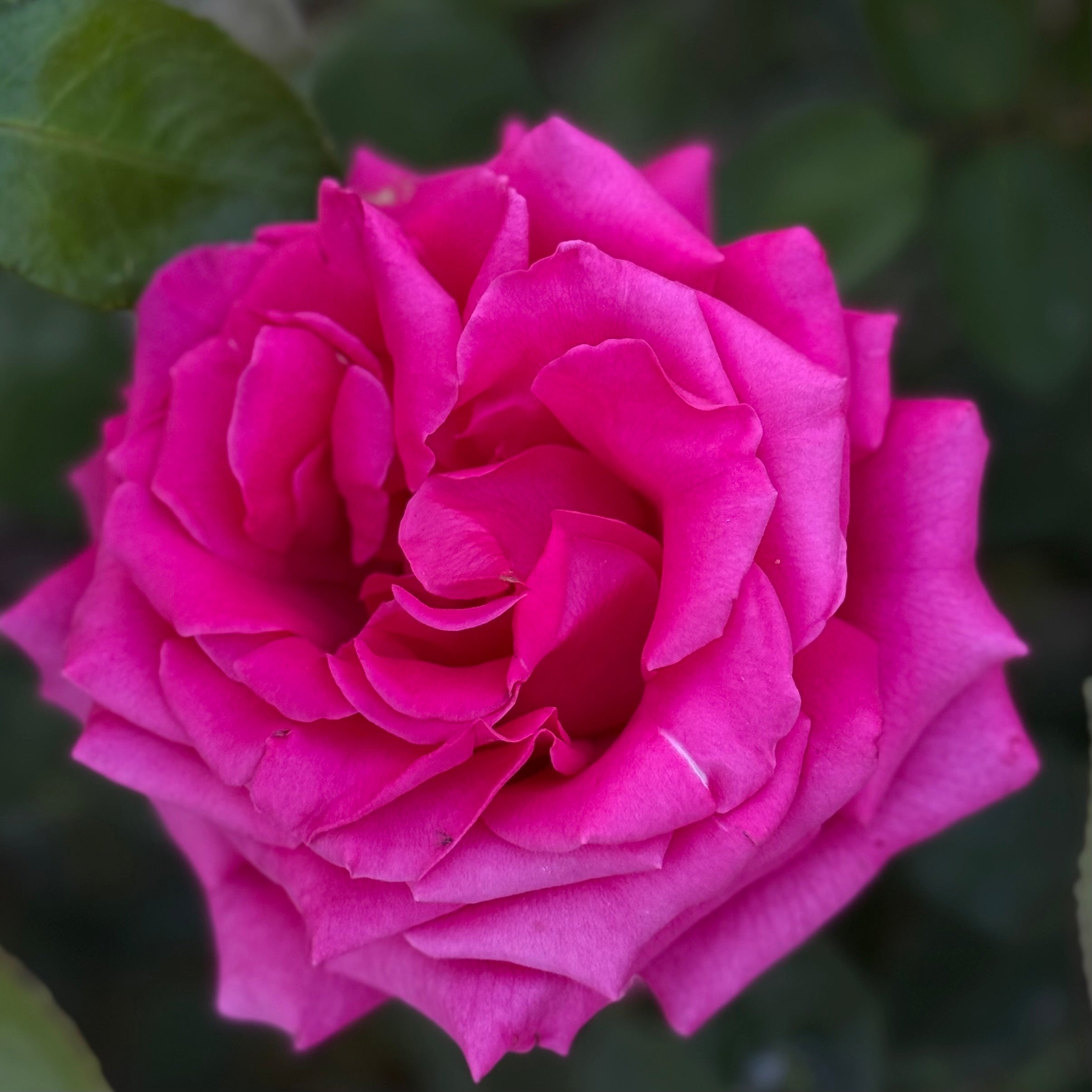 Voluptuous! Potted Rose Bush