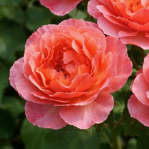 Tequila® Supreme Bare Root Rose Bush
