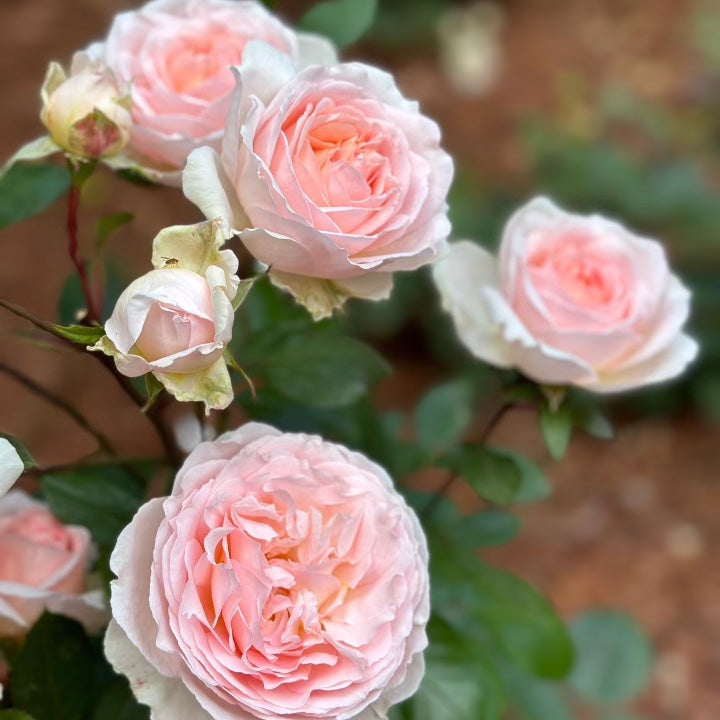 Parfuma® Bliss Rose Bush