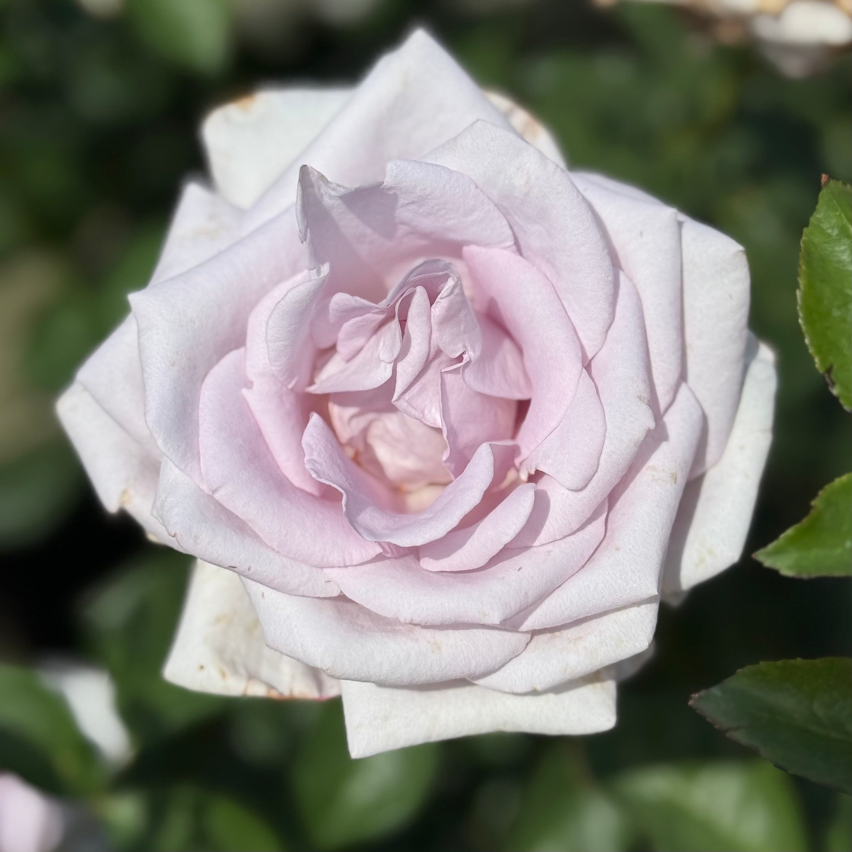 Lagerfeld® Potted Rose Bush