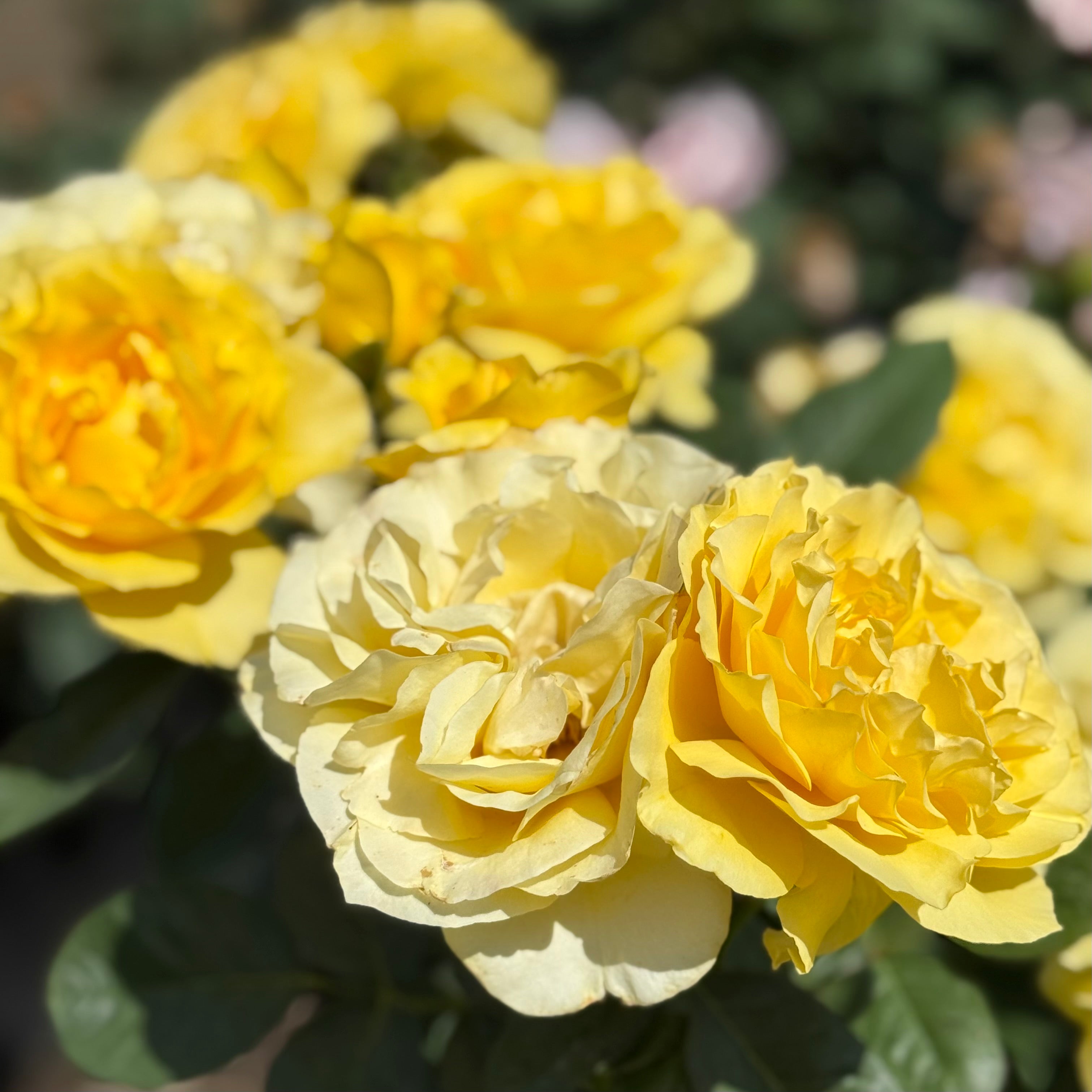 Doris Day Potted Rose Bush