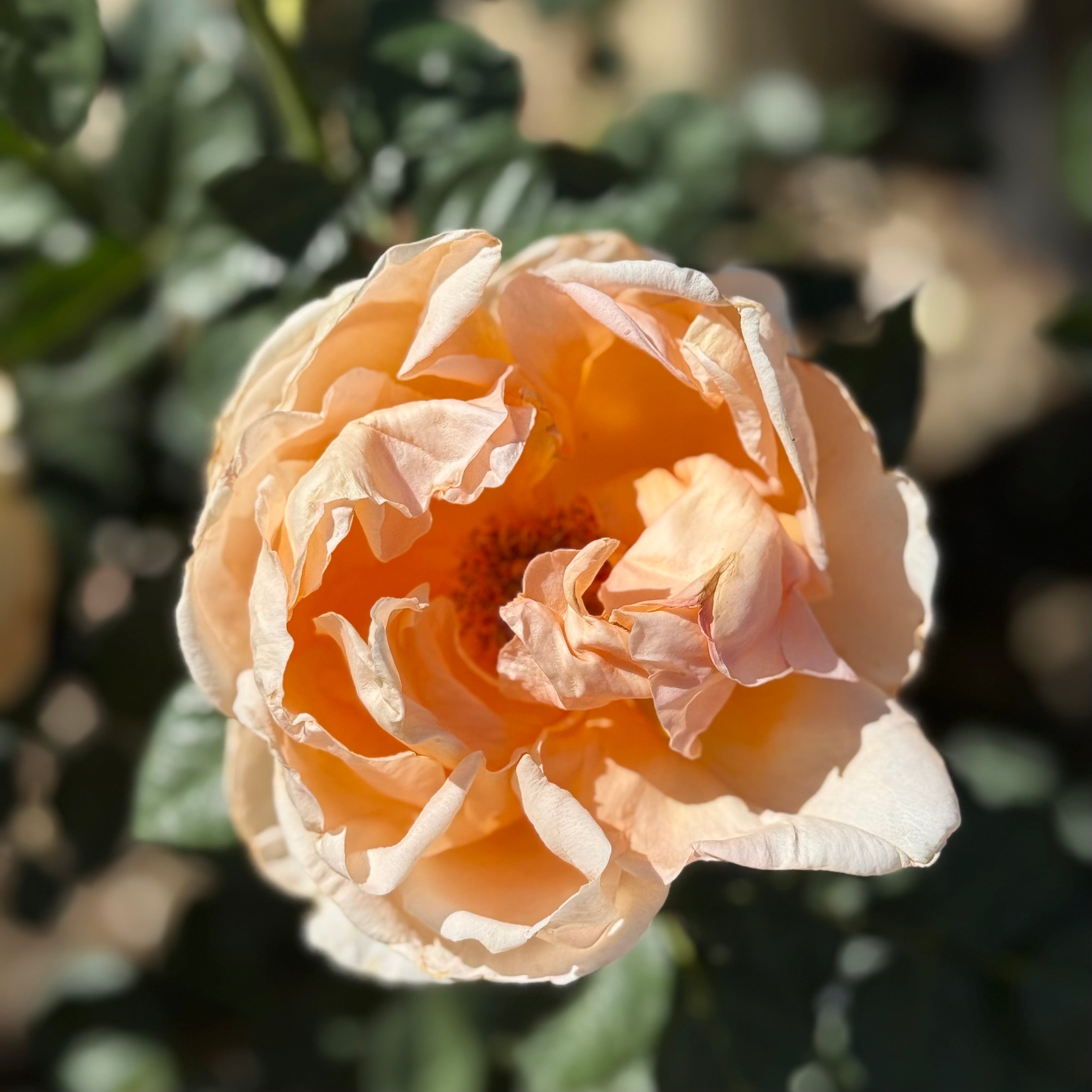 Abbaye de Cluny™ Potted Rose Bush