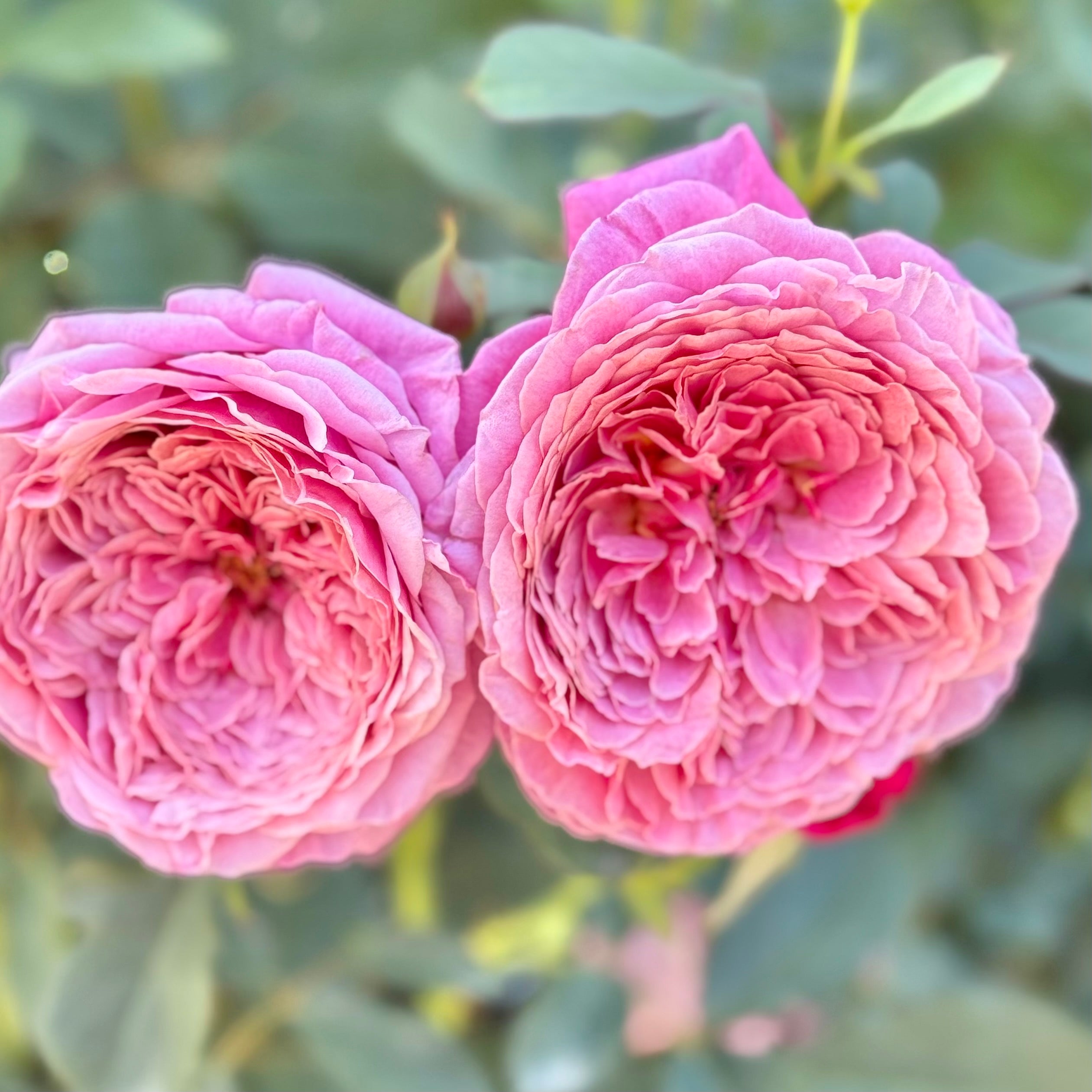 Queen Of Elegance™ Potted Tree Rose
