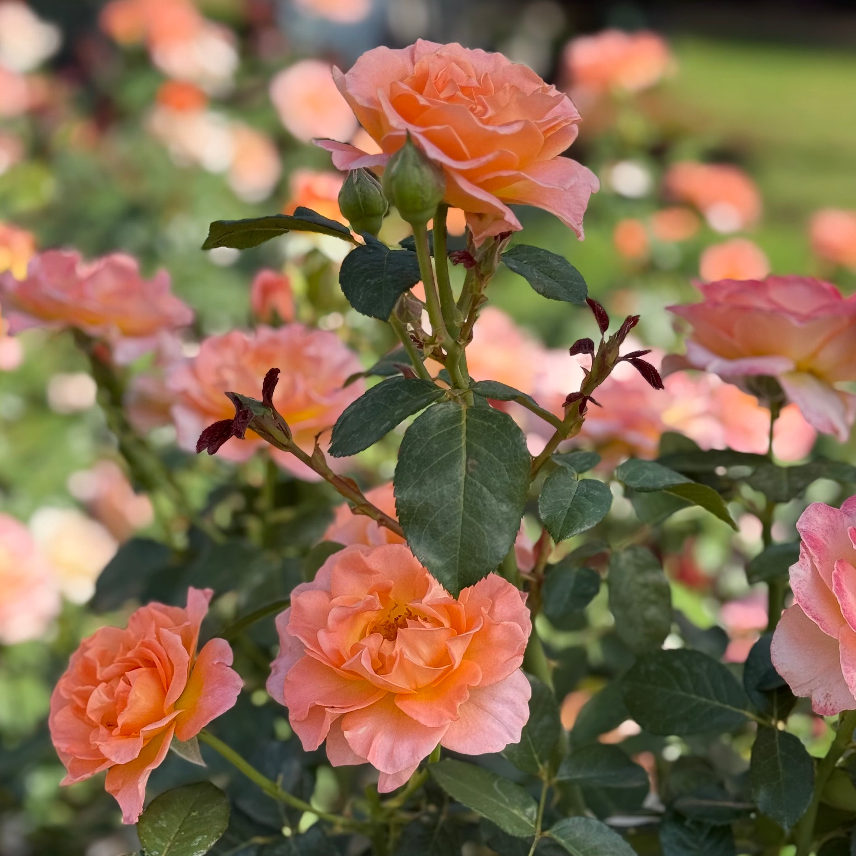 Jump for Joy™ Potted Tree Rose