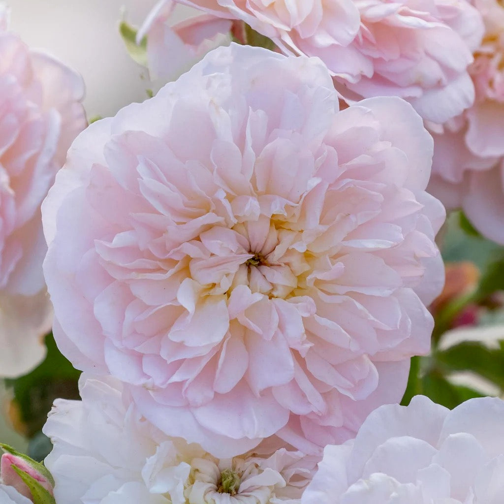 David Austin® Elizabeth® Potted Rose Bush
