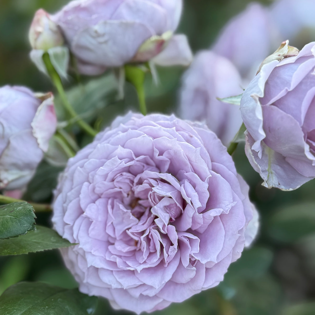 Poseidon™ Rose Bush