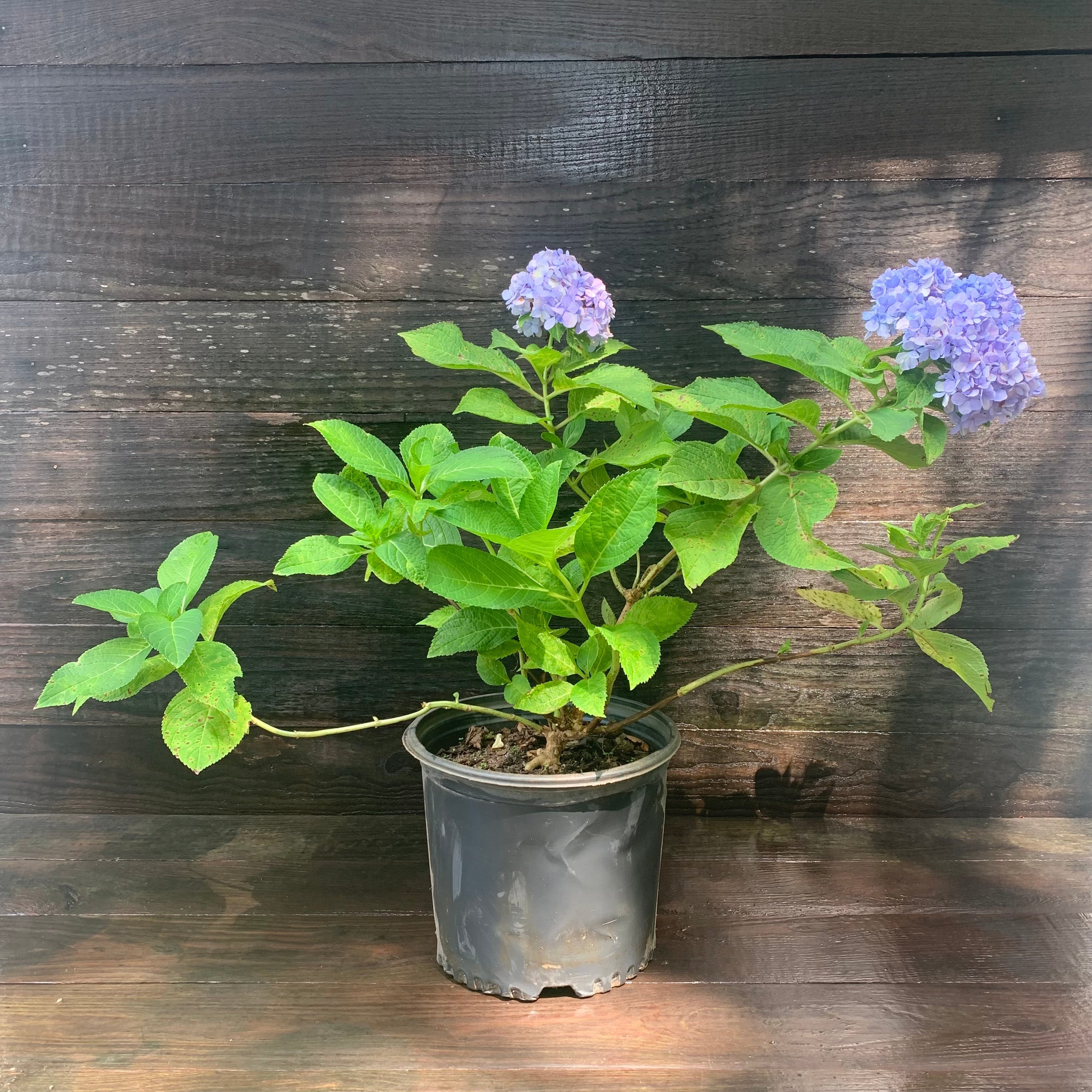 Hydrangea Nikko Blue Potted Hydrangea Plant