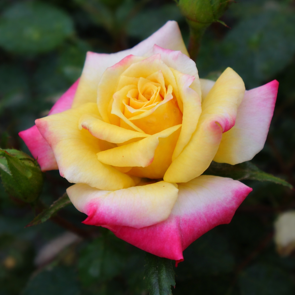 Rainbows End Potted Climbing Rose