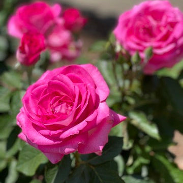 Girl's Night Out™ Potted Rose Bush
