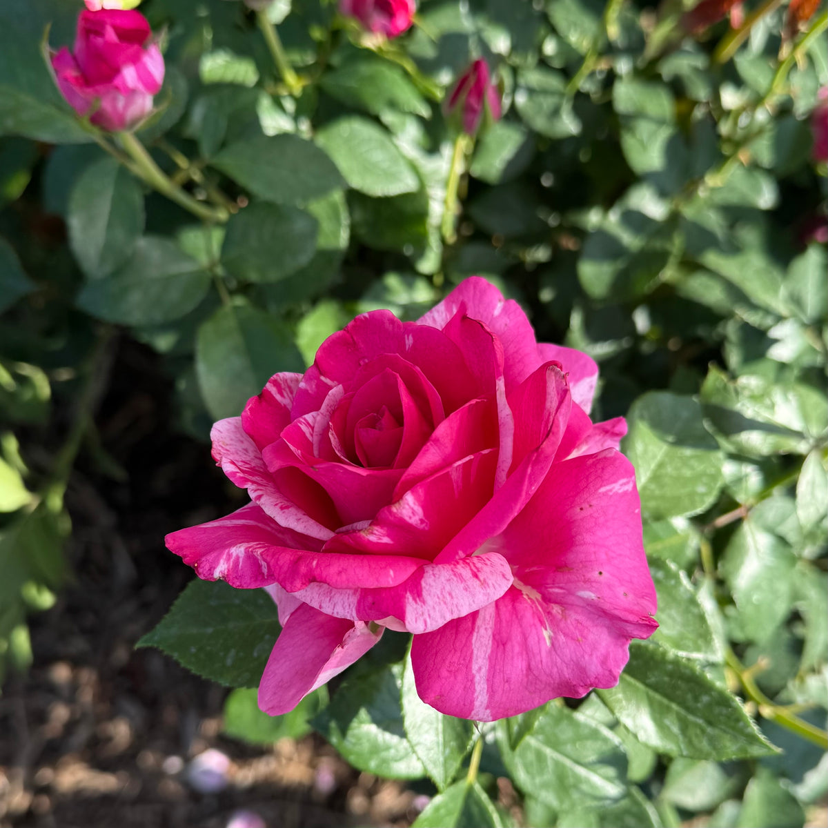 Parade Day™ Potted Rose Bush