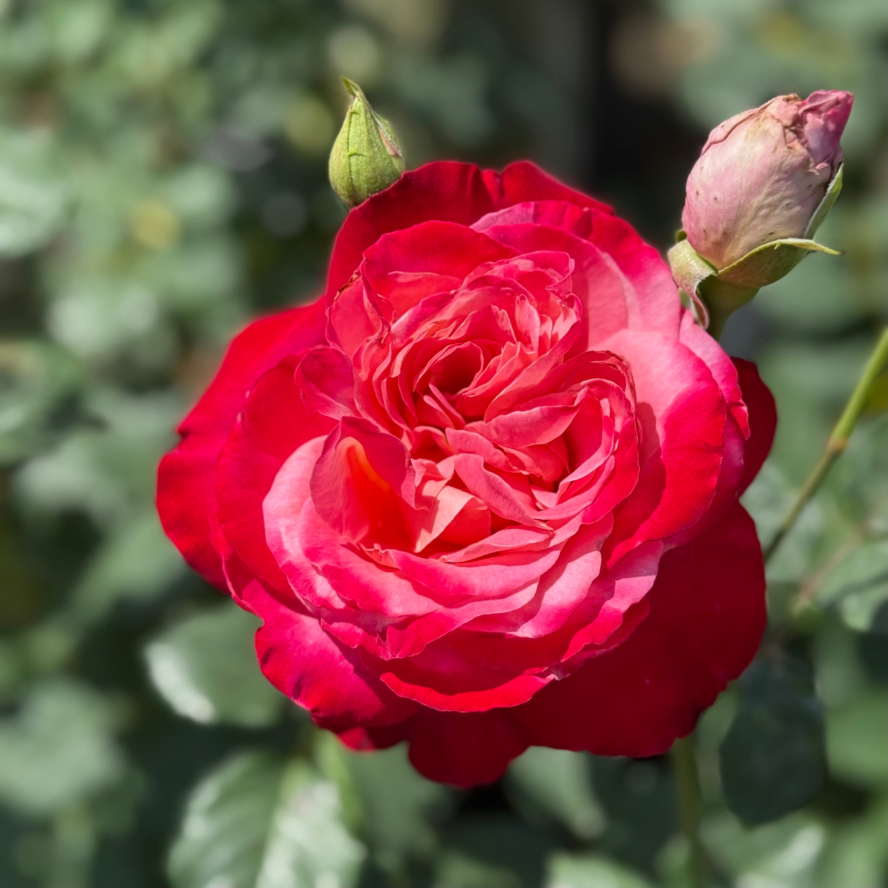 Mon Cheri™ Potted Rose Bush