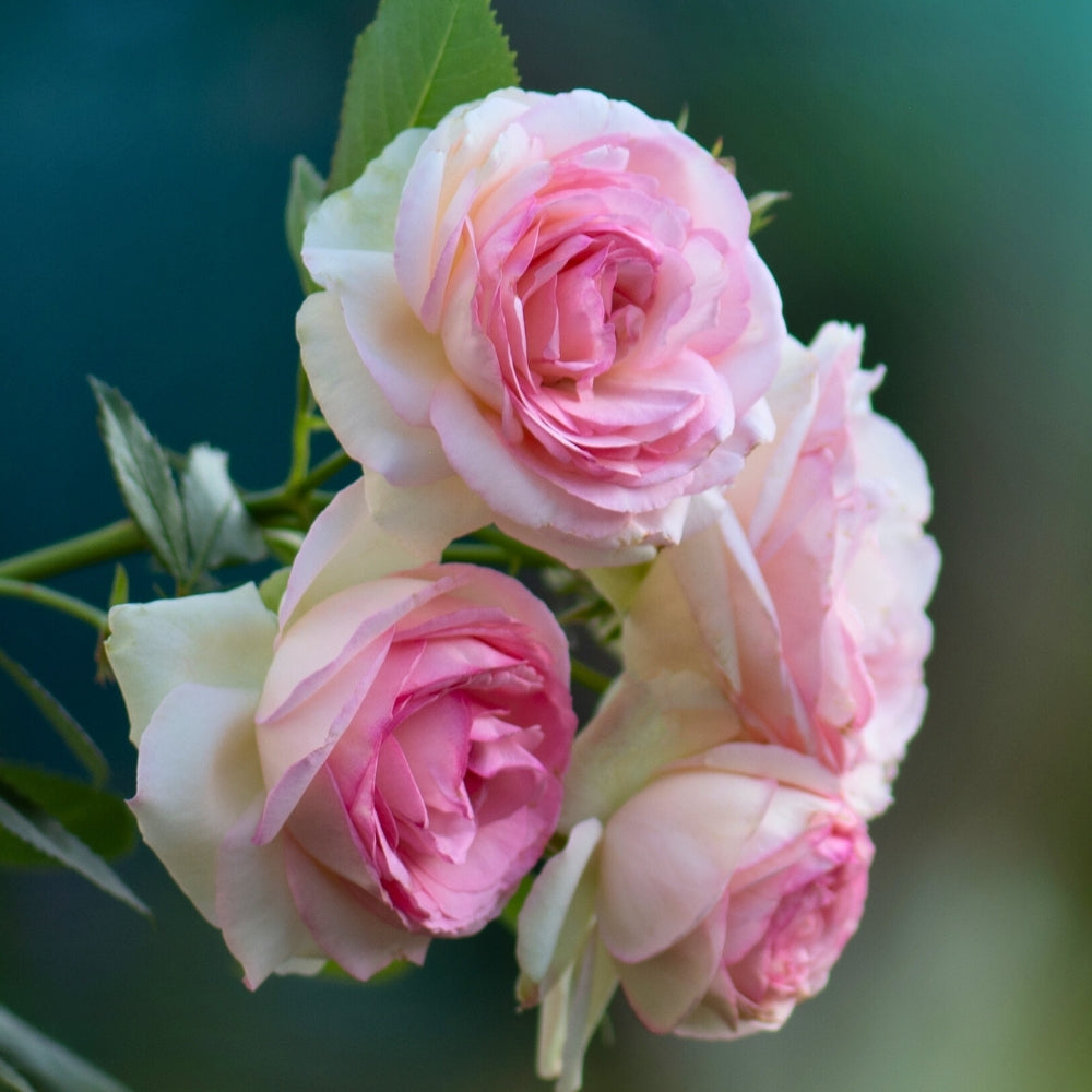 Eden Climber®   Bare Root Climbing Rose