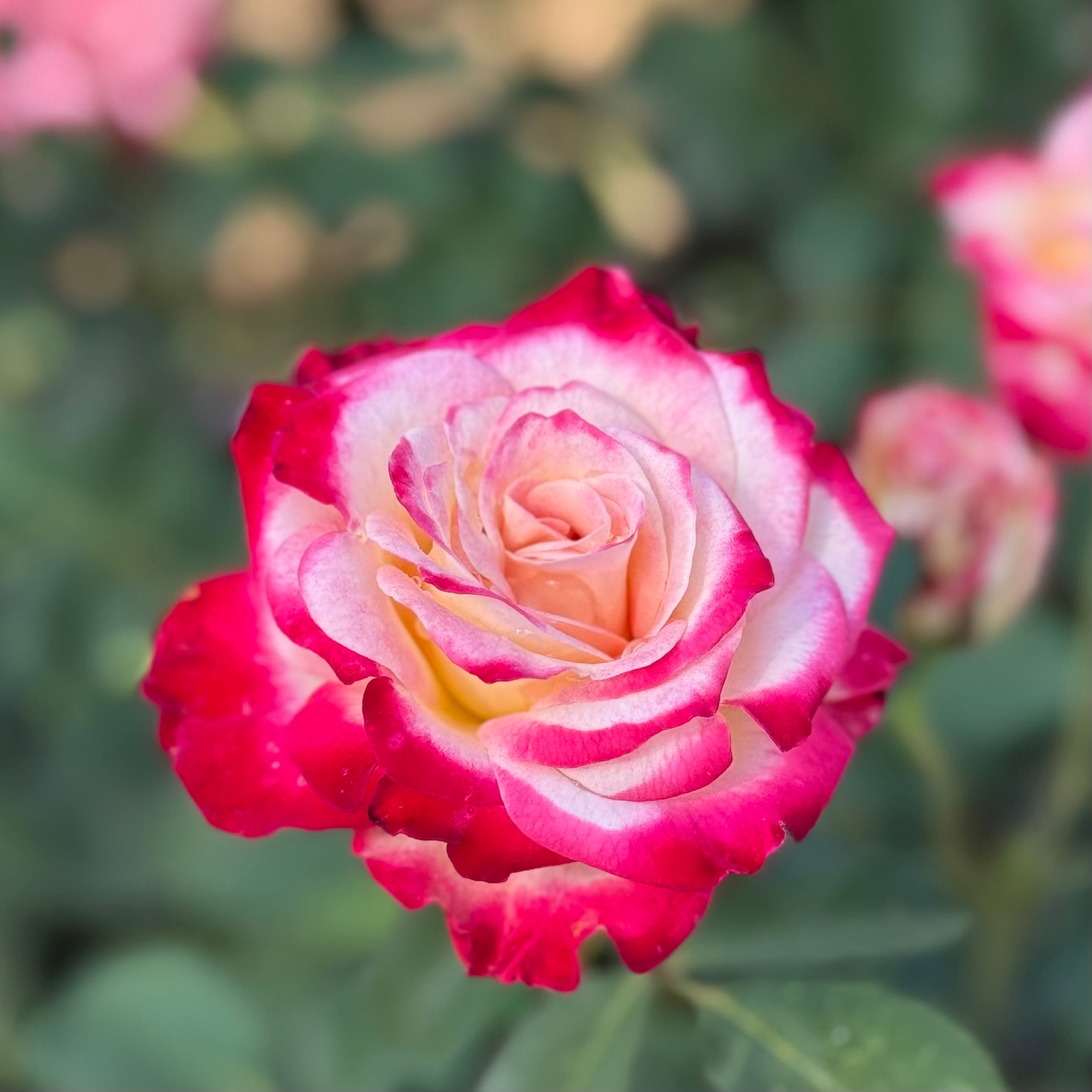 Love at First Sight™ Potted Rose Bush