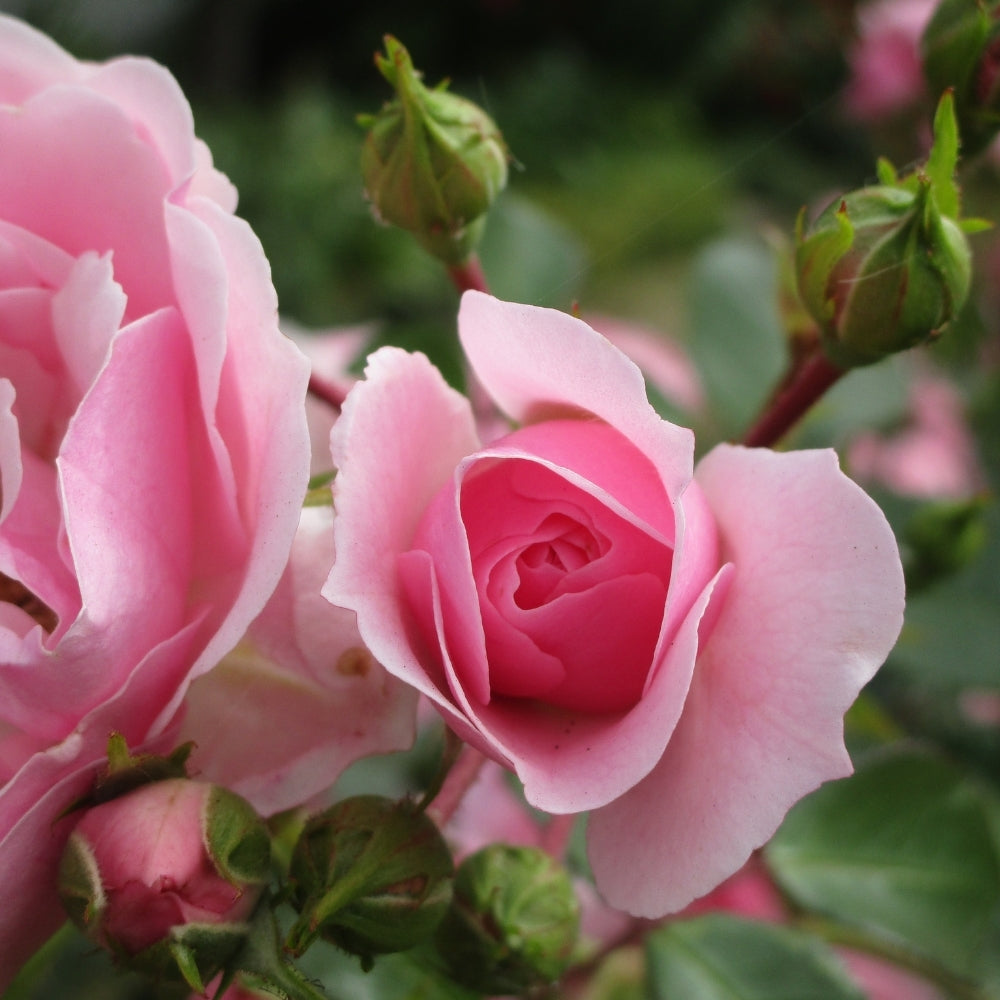 Bonica® Potted Rose Bush