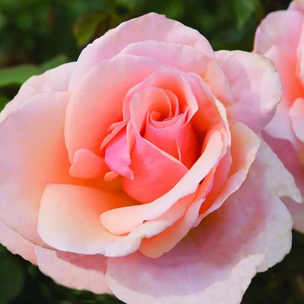 Mother of Pearl® Rose Bush