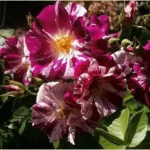 Purple Splash™ Bare Root Climbing Rose