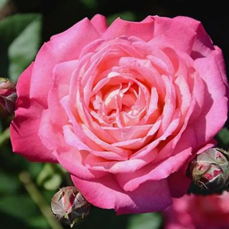 Peppermint Pop™ Potted Rose Bush