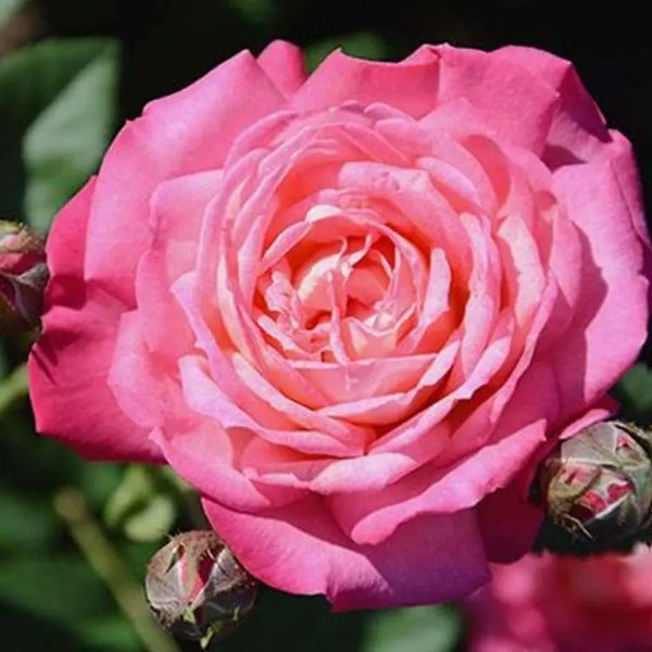 Peppermint Pop™ Potted Rose Bush