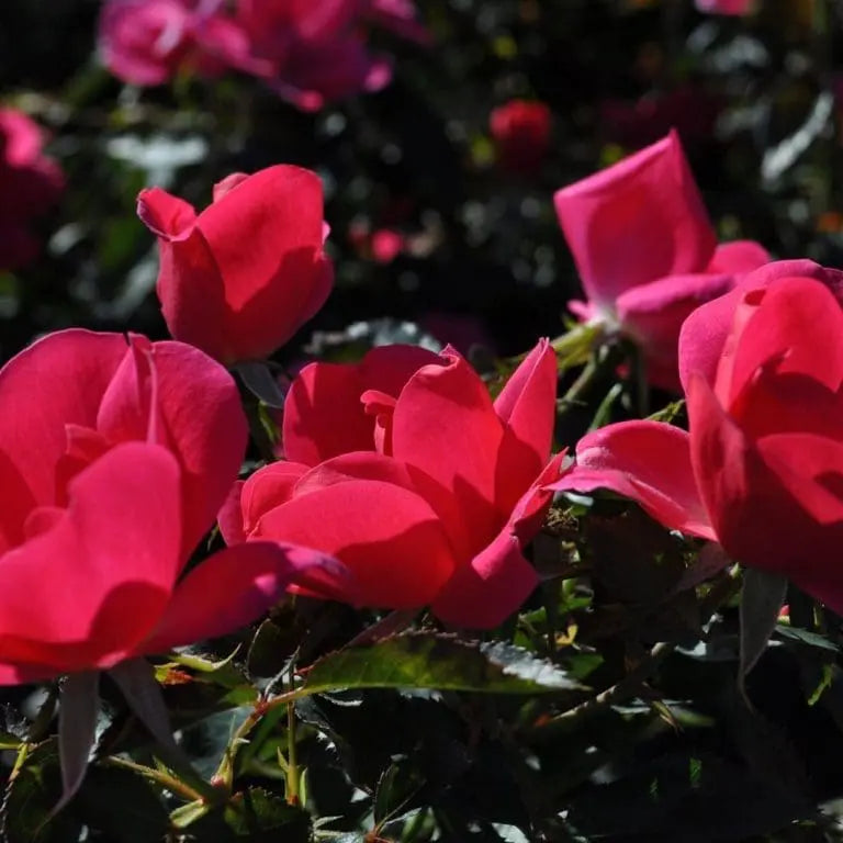 Kolorscape® Flamingo™ Potted Rose Bush