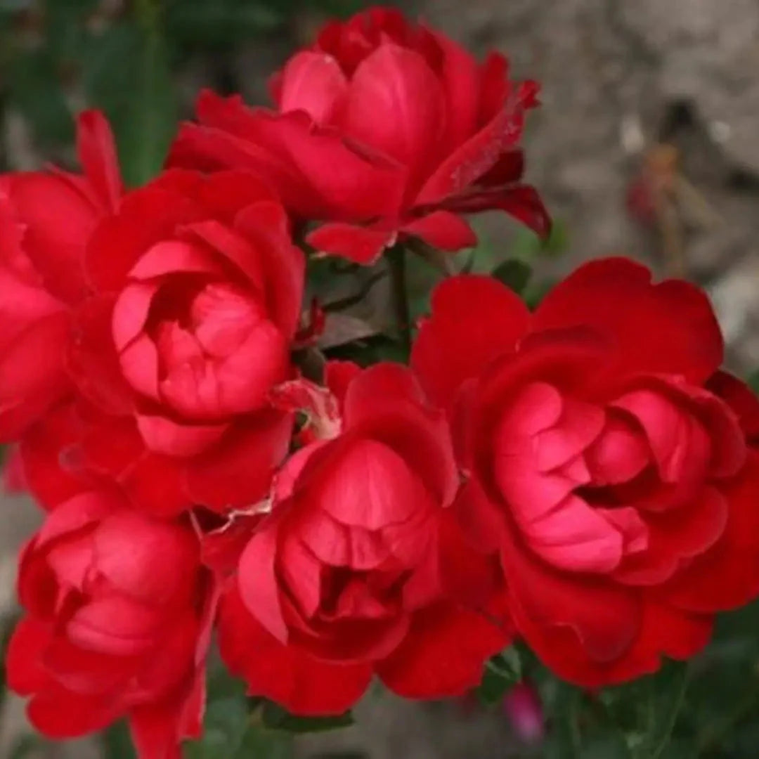 Kolorscape® Milano™ Potted Rose Bush