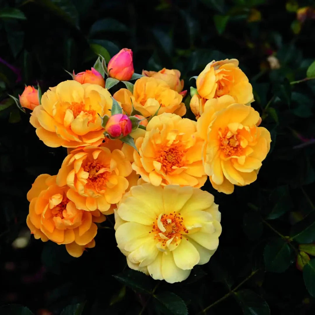 Bouquet of yellow flowers with green leaves on a dark background