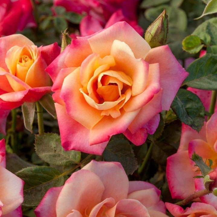 Close-up of pink and peach roses with green leaves.