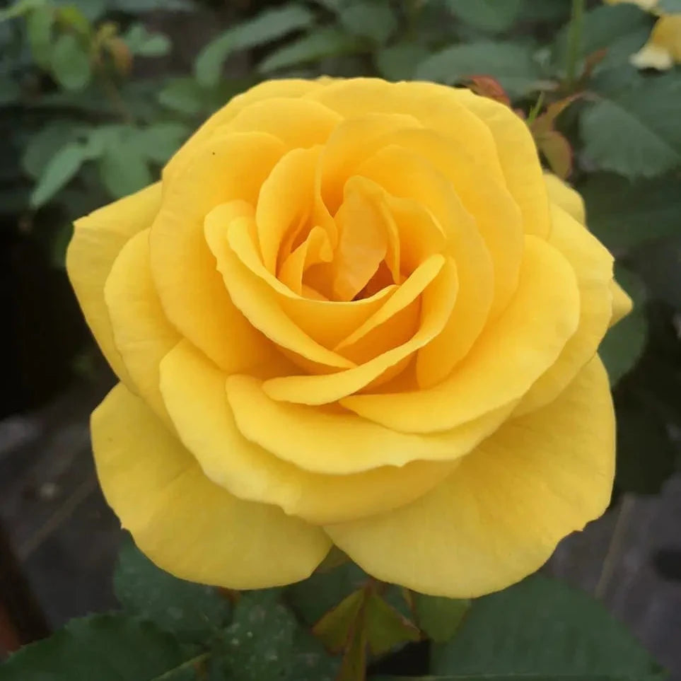 Sol Desire™ Potted Rose Bush