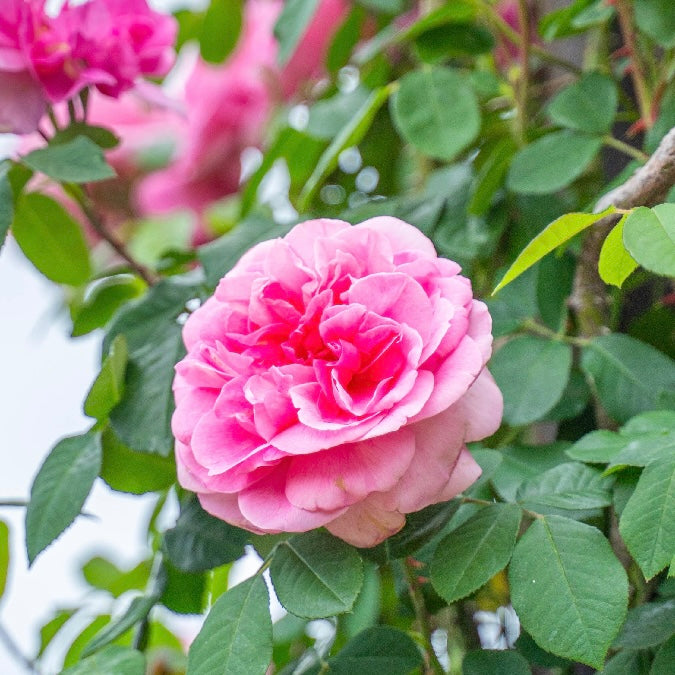 David Austin® Gertrude Jekyll® Potted Climbing Rose