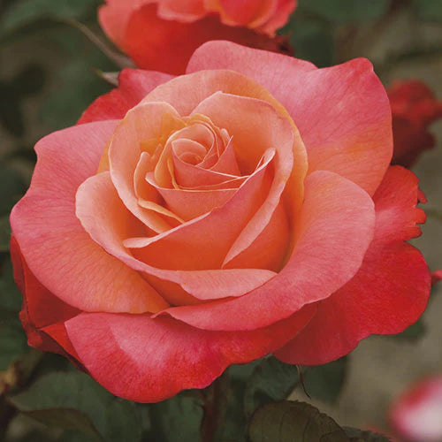 Colorific™ Bare Root Rose Bush