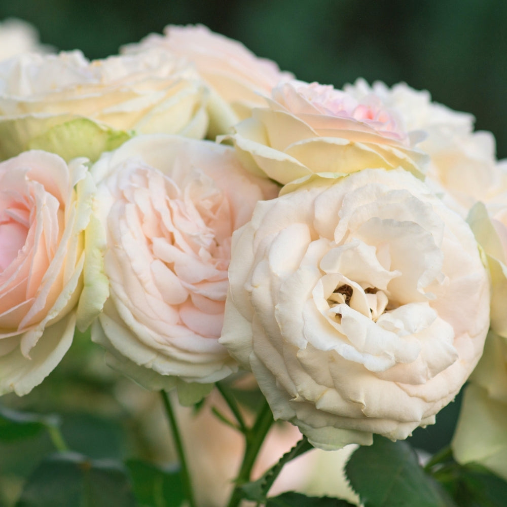 Eden Climber®   Bare Root Climbing Rose