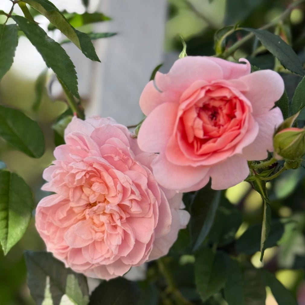 Colette™  Bare Root Climbing Rose