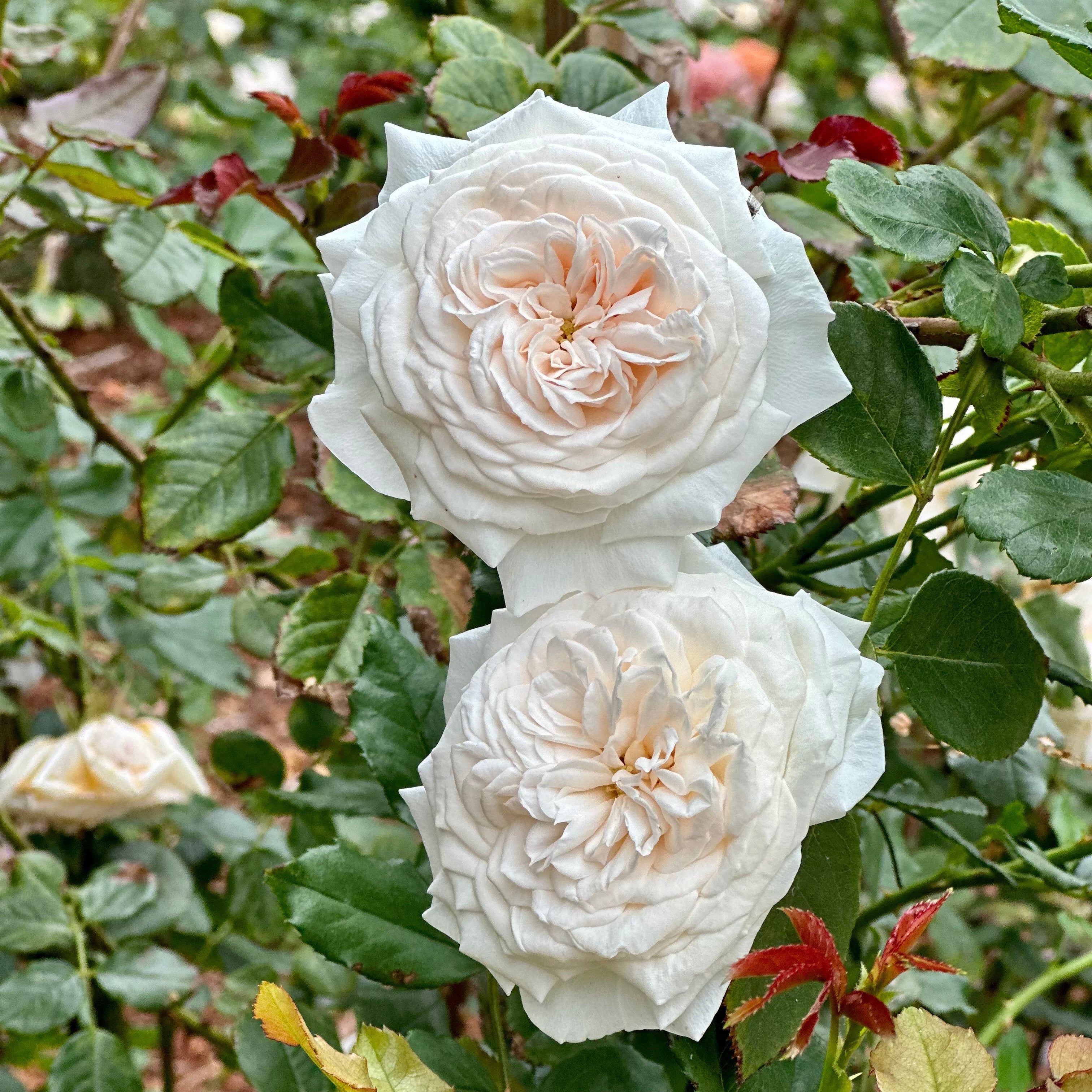 Arborose® Honeymoon Bare Root Climbing Rose