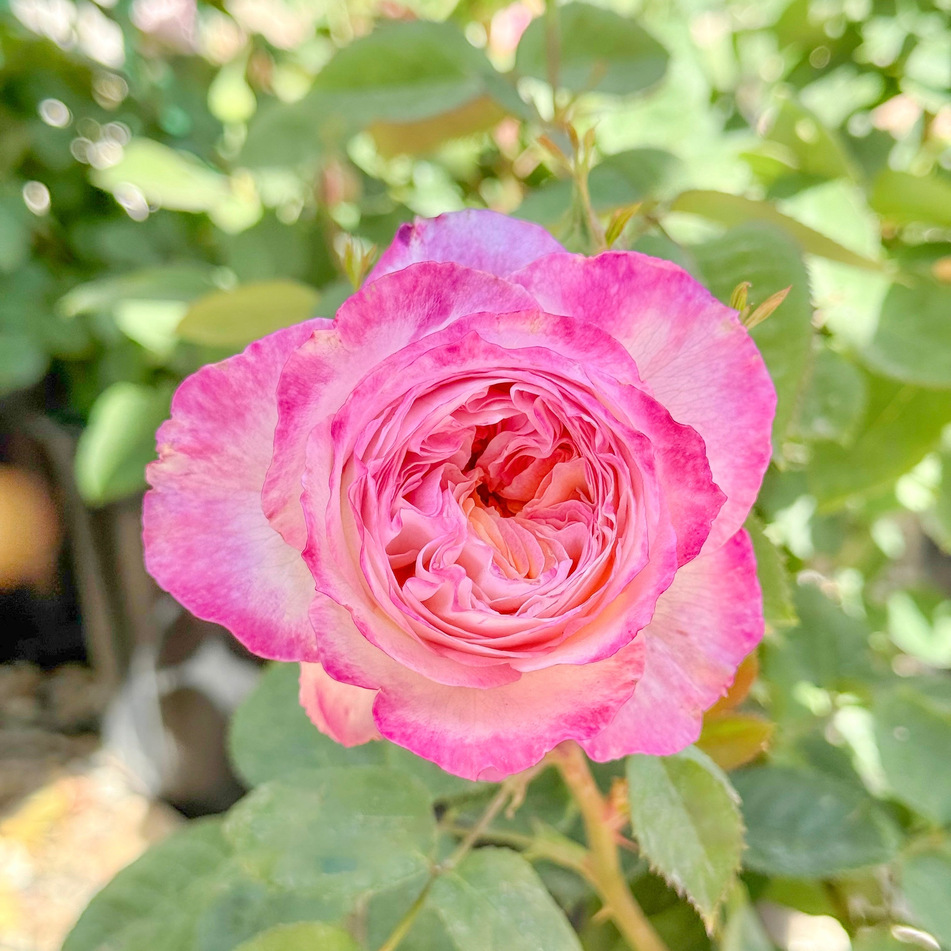 Living the Dream™ Potted Rose Bush