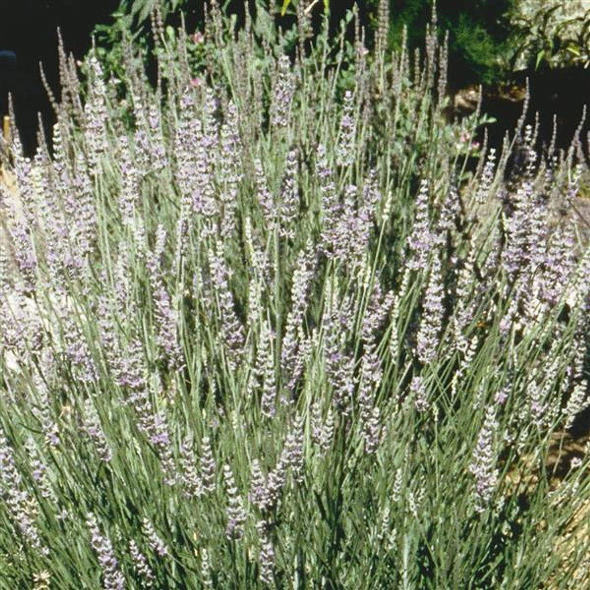 Lavender - Gingins 'Goodwin Creek Gray'