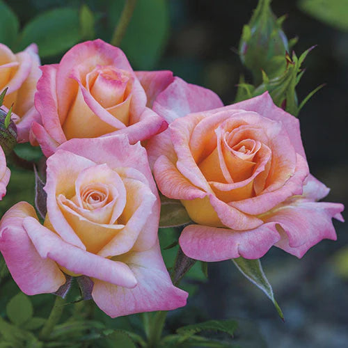 Cutie Pie™ Potted Rose Bush