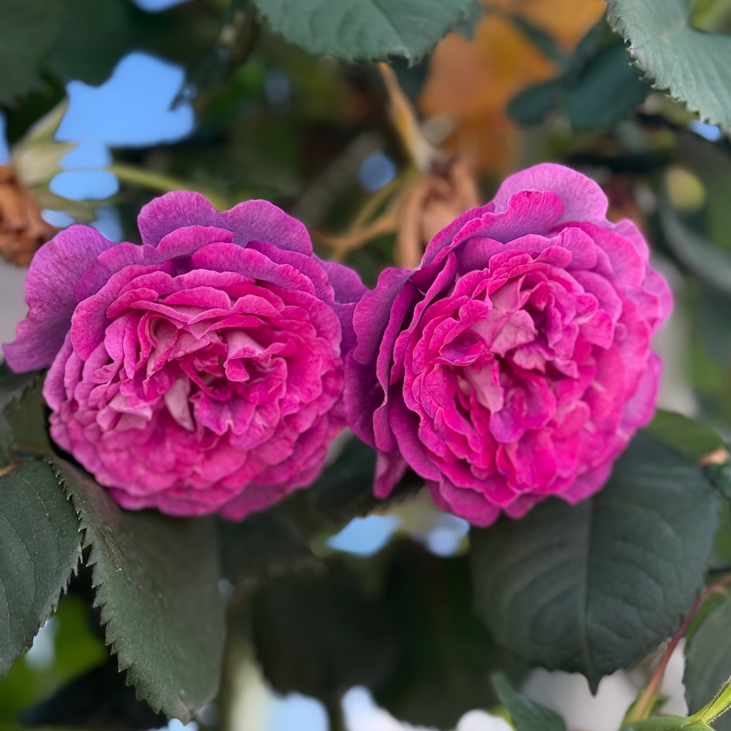 Cosmic Clouds™ Potted Rose Bush