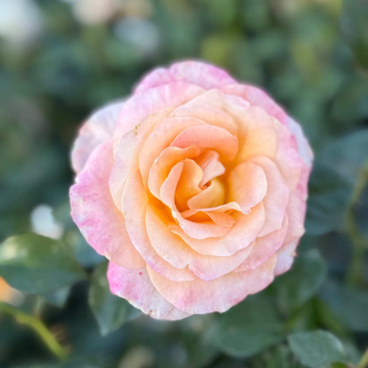 Day Breaker™ Potted Rose Bush