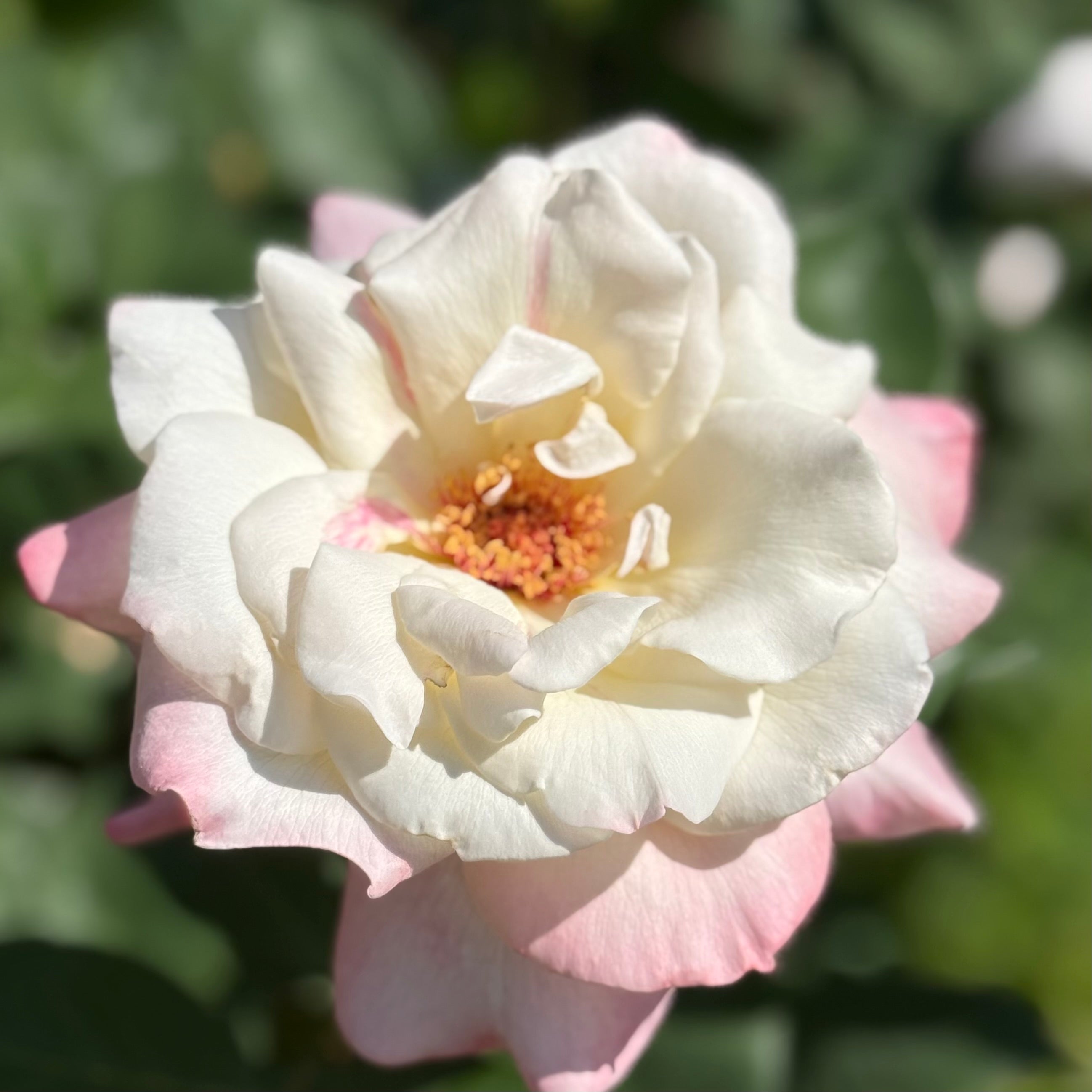 Peace Potted Tree Rose