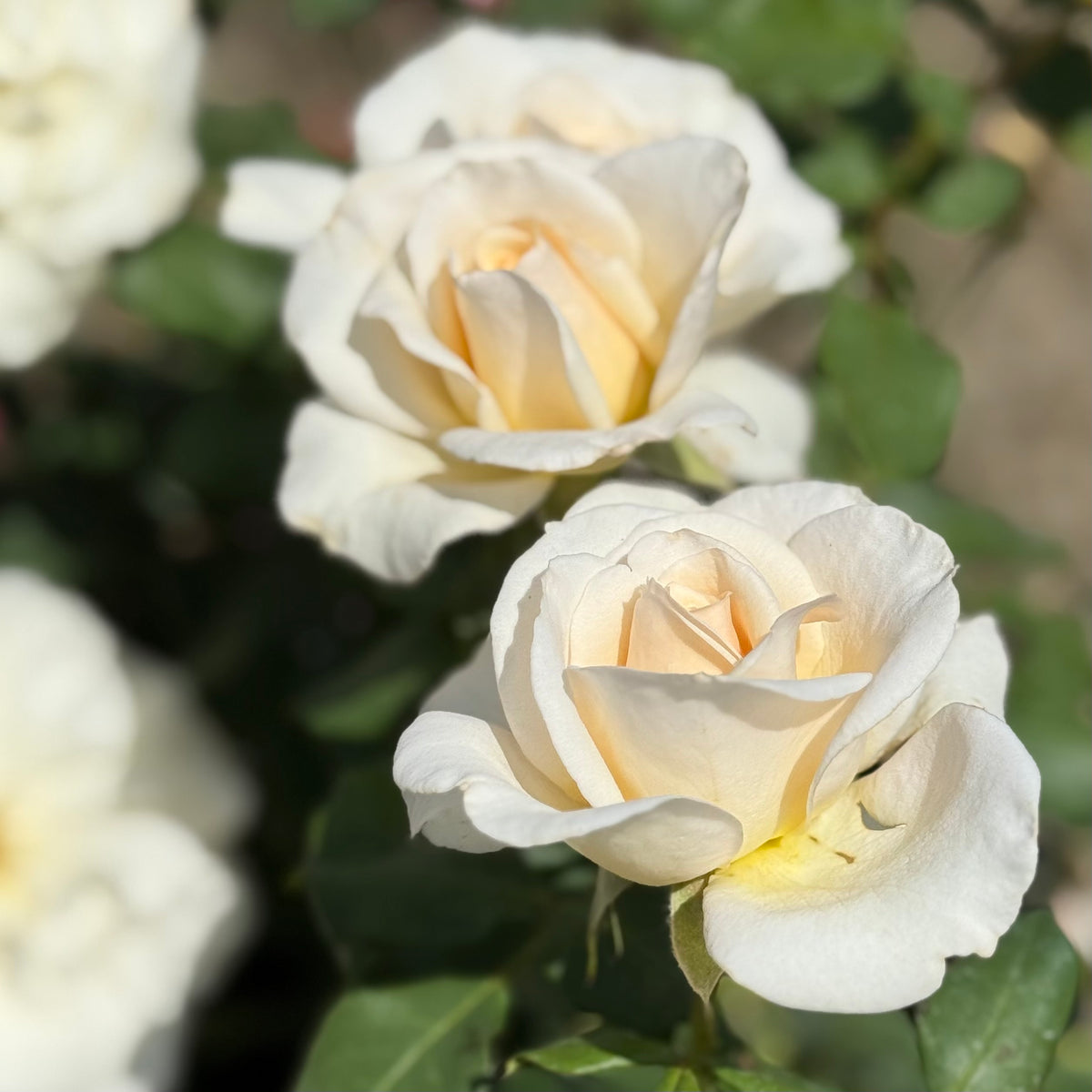 French Lace Bare Root Rose Bush