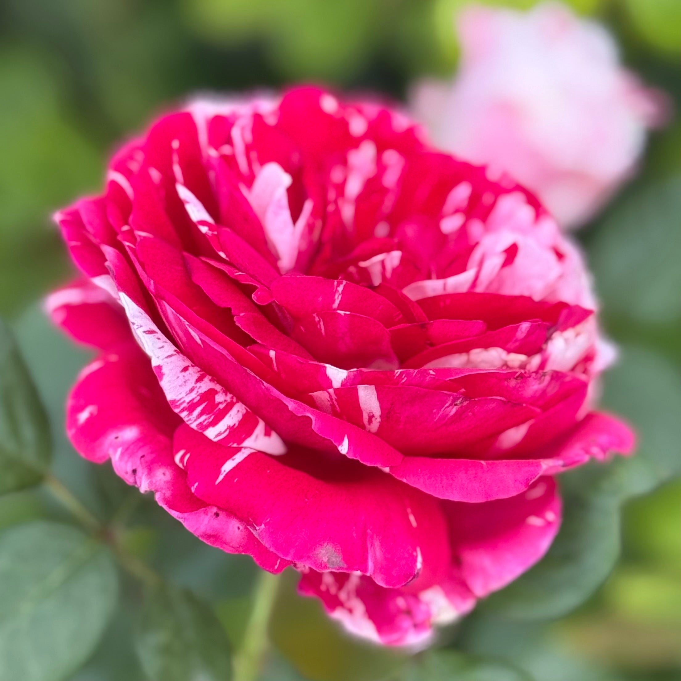 Scentimental™ Potted Tree Rose
