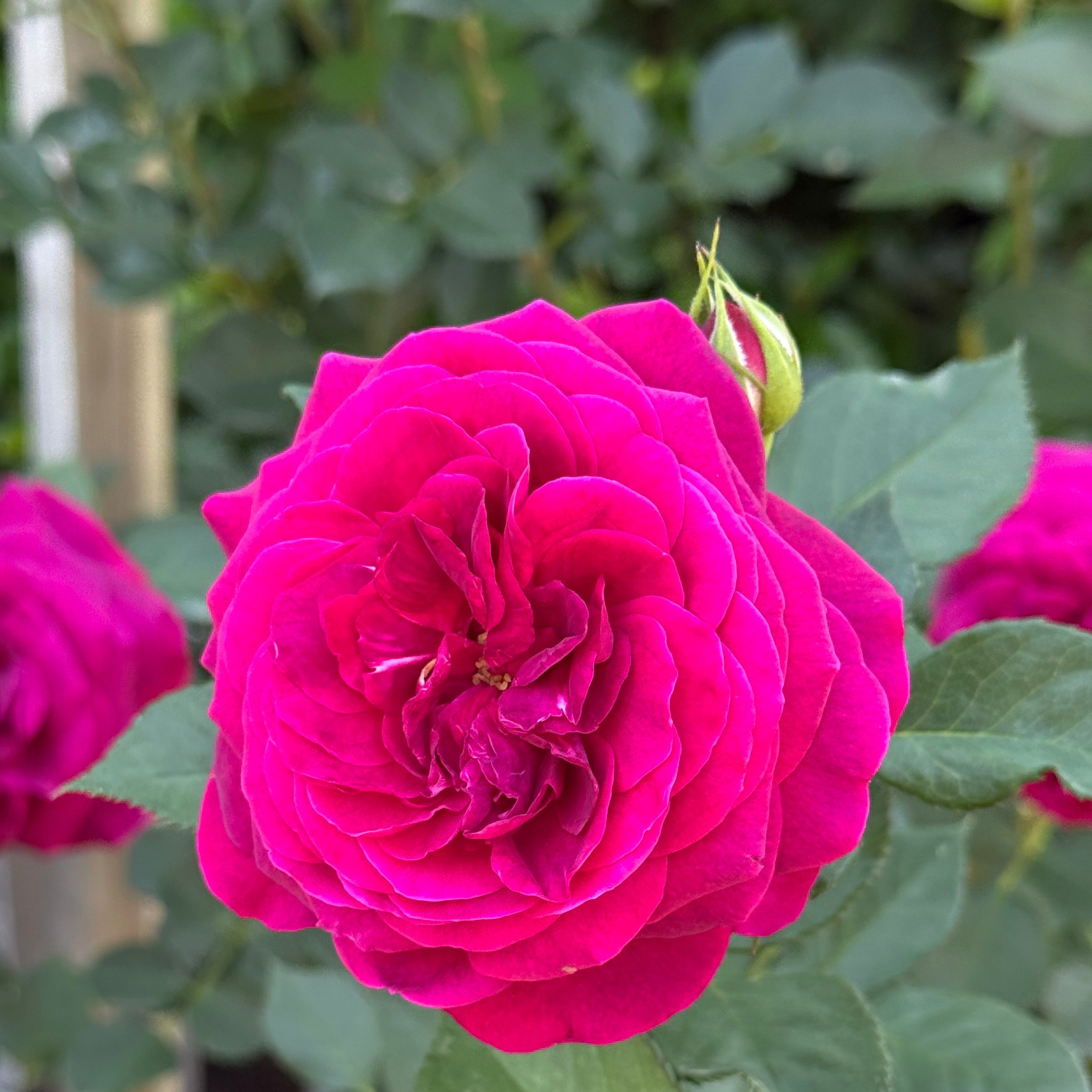 Celestial Night™ Potted Rose Bush