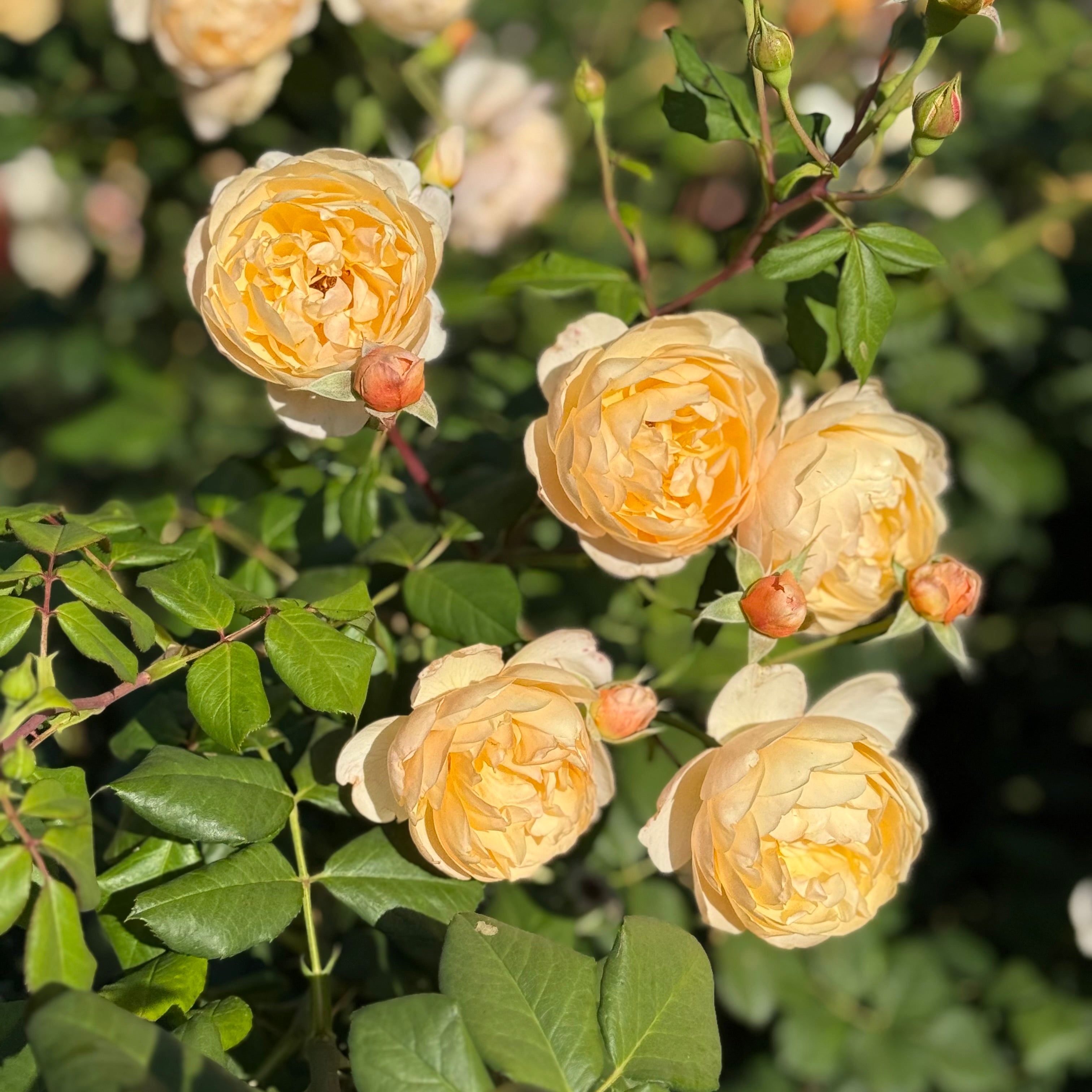 David Austin®  Roald Dahl® Potted Rose Bush