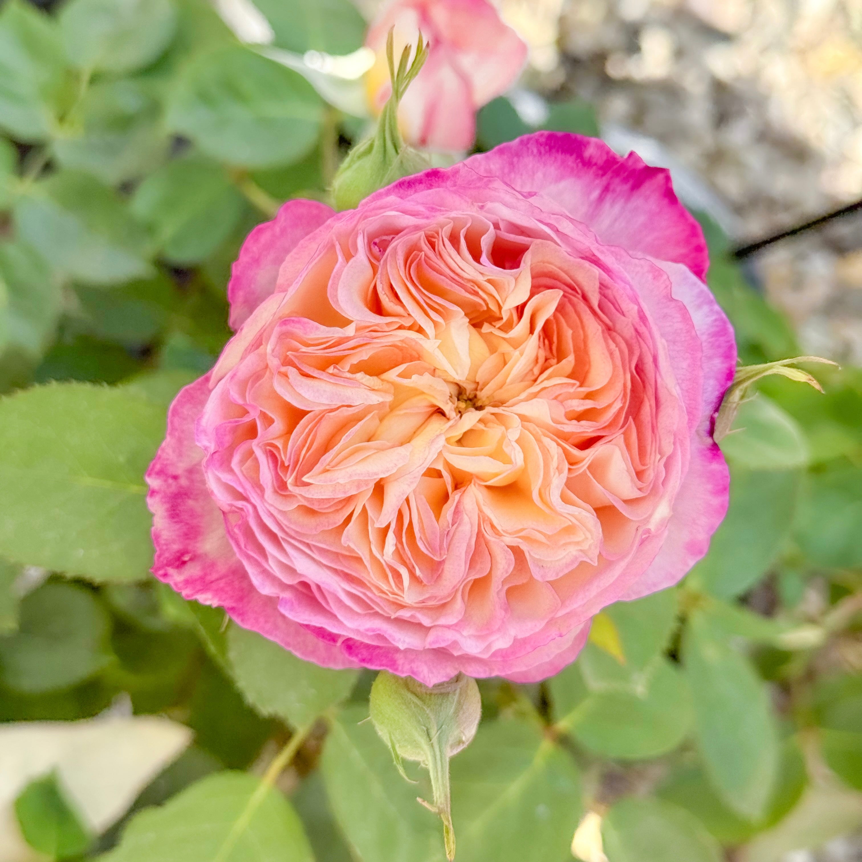 Living the Dream™ Potted Rose Bush