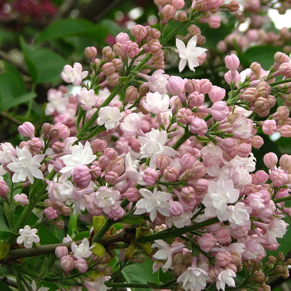 Lilac Beauty Of Moscow Potted Lilac Bush