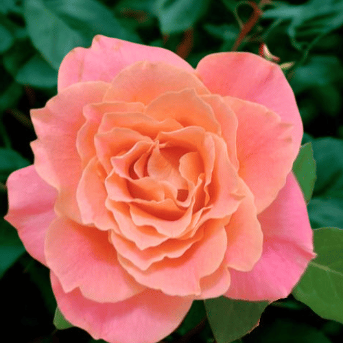 Miss Piggy Potted Rose Bush